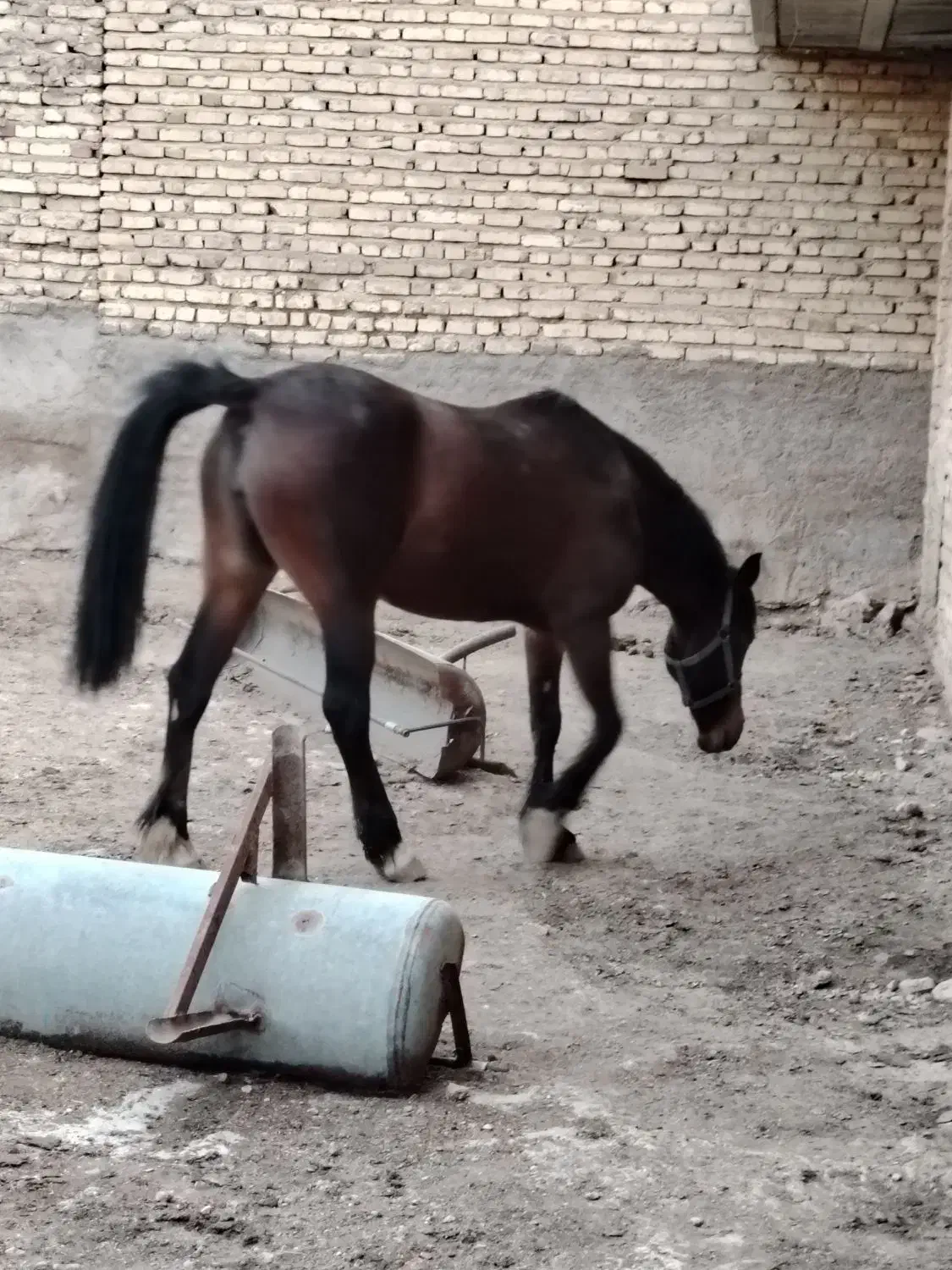 اسب|اسب و تجهیزات اسب‌سواری|شیراز, ارم|دیوار
