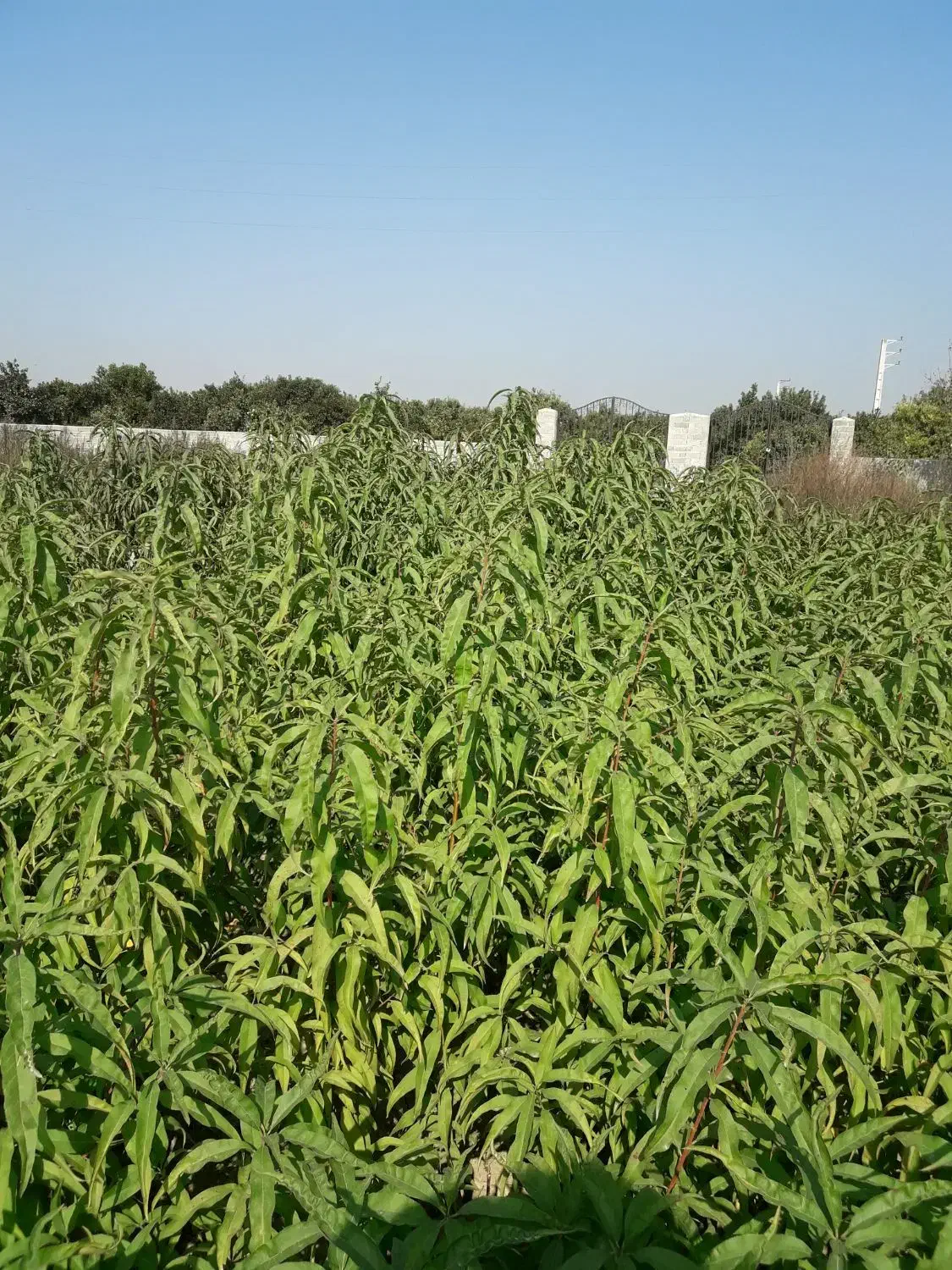 نهال شلیل حسنپوری کرس|گل و گیاه طبیعی|ساری, |دیوار