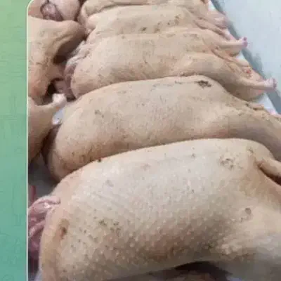 اردک|حیوانات مزرعه|رشت, فلسطین|دیوار