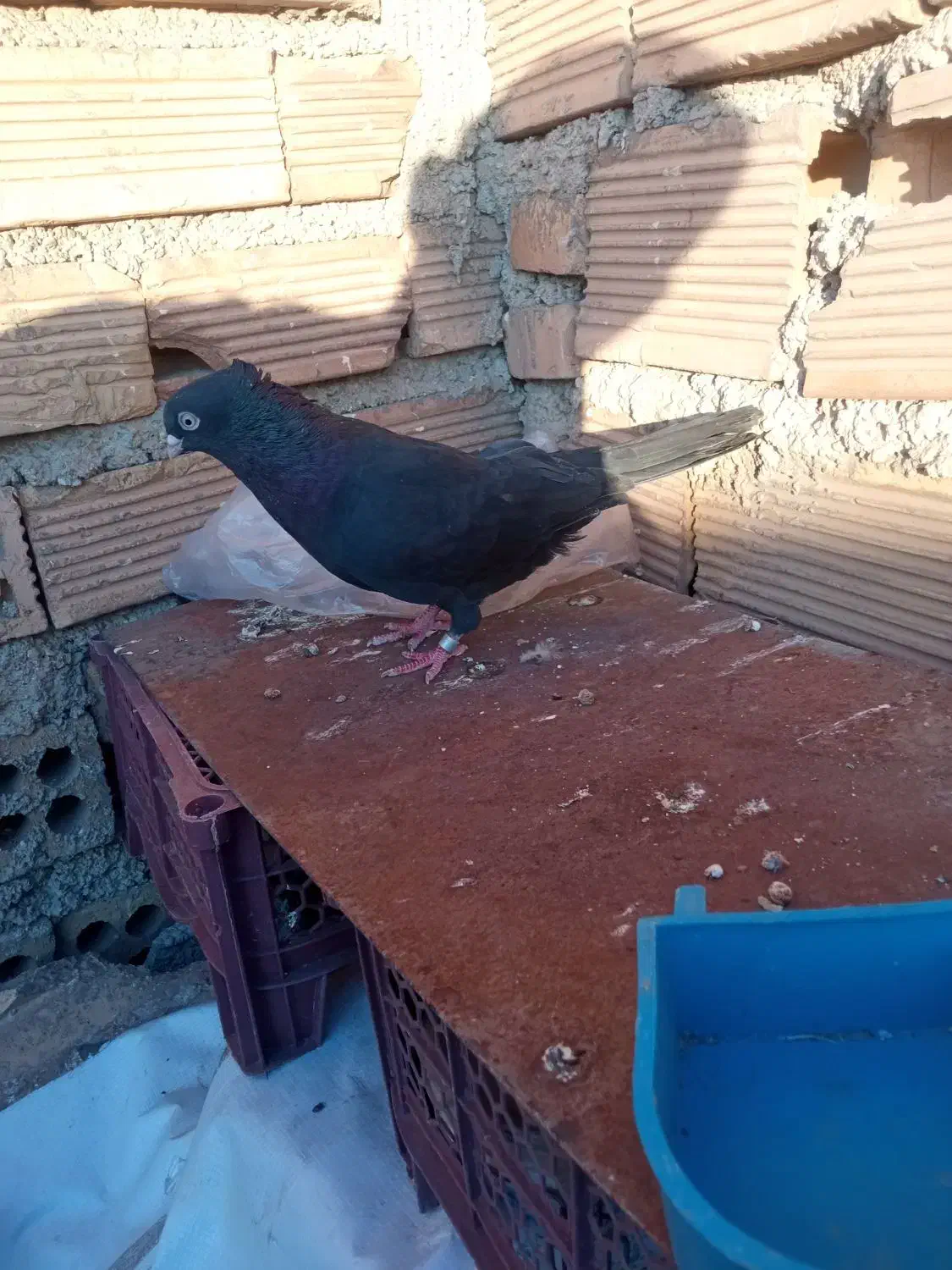 چندتاپرنده|پرنده|ایذه, |دیوار