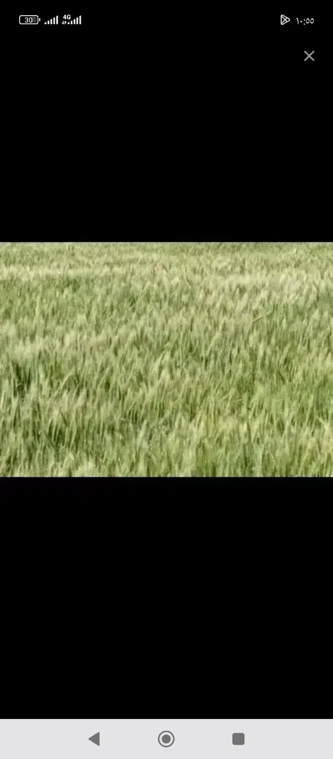 زمین کشاورزی|فروش زمین و ملک کلنگی|سوسنگرد, |دیوار