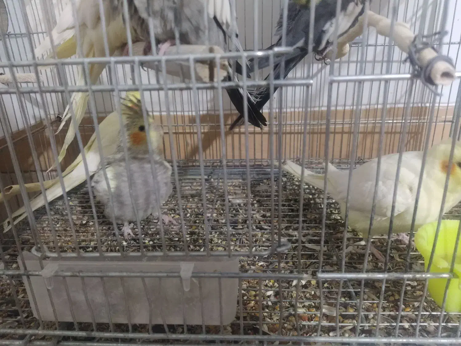 عروس هلندی نژاد خالص|پرنده|کرمان, |دیوار