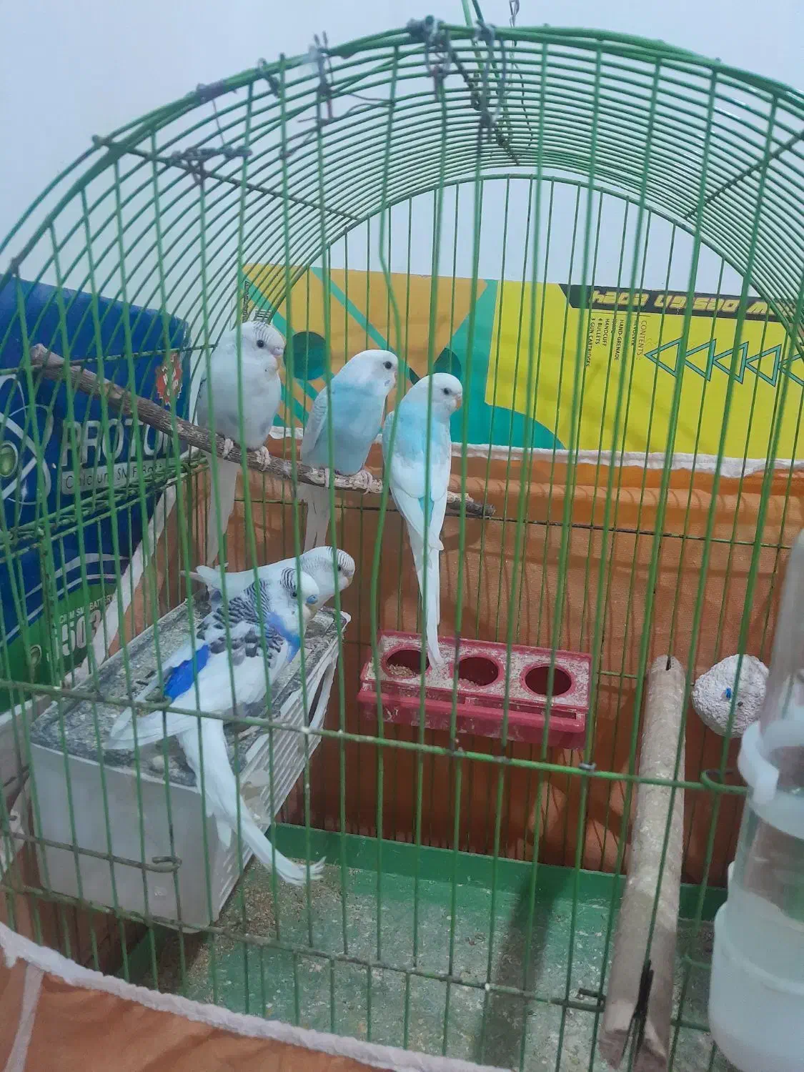 تعدادی مرغ عشق به فروش میرسد|پرنده|تاکستان, |دیوار