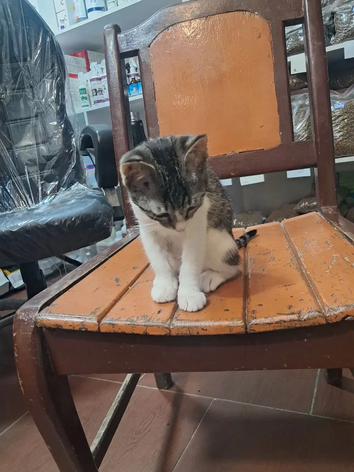 بچه گربه|گربه|رشت, کوی جام جم|دیوار