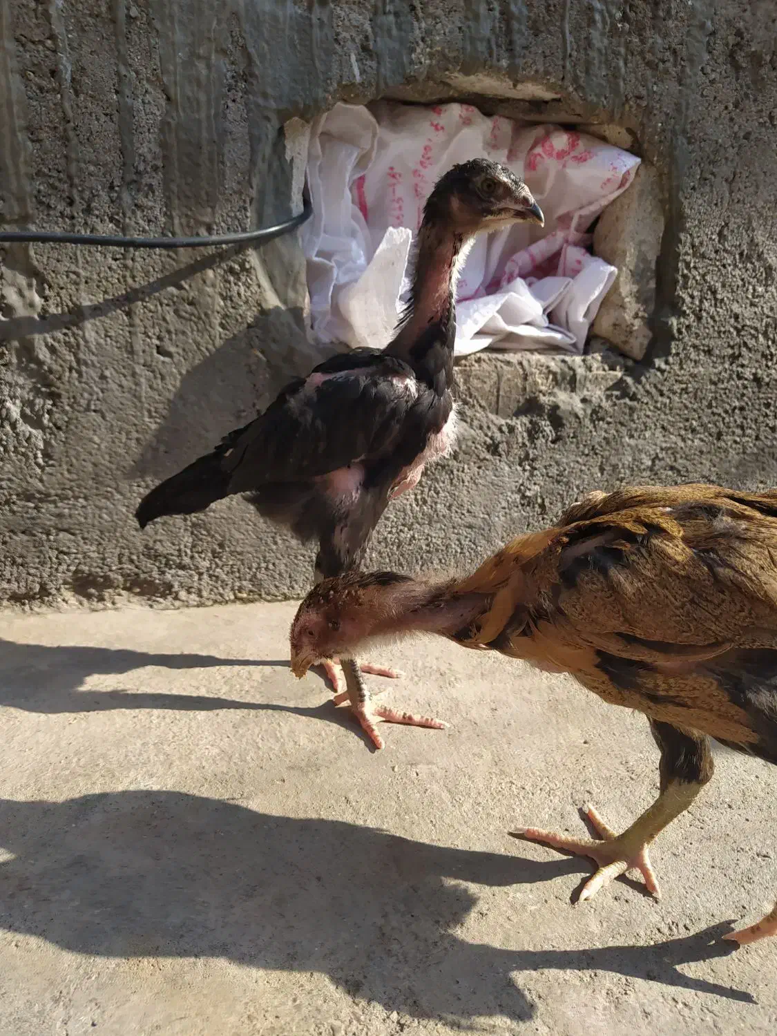 جوجه لاری ۲ ماهه|حیوانات مزرعه|شوش, |دیوار