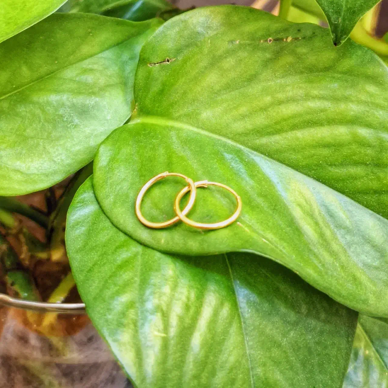 گوشواره های نمادار زیر گرم مناسب شب یلدا روز مادر|جواهرات|شیراز, شاهچراغ|دیوار