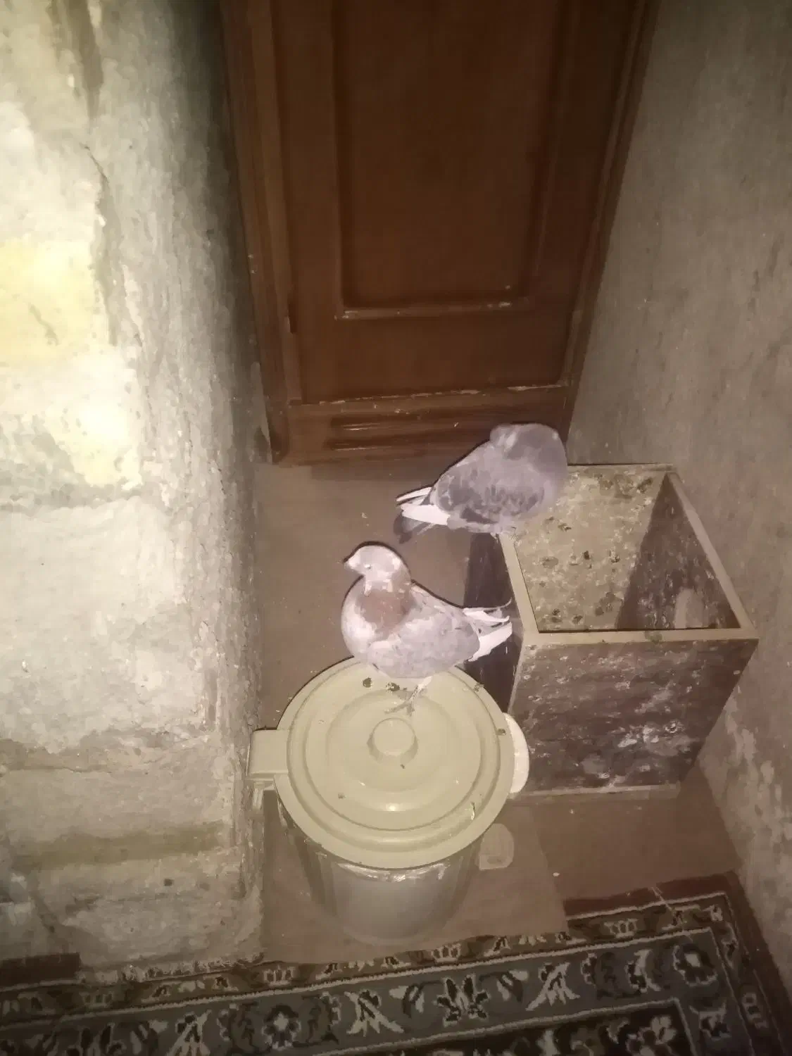 کبوتر|پرنده|بروجرد, |دیوار