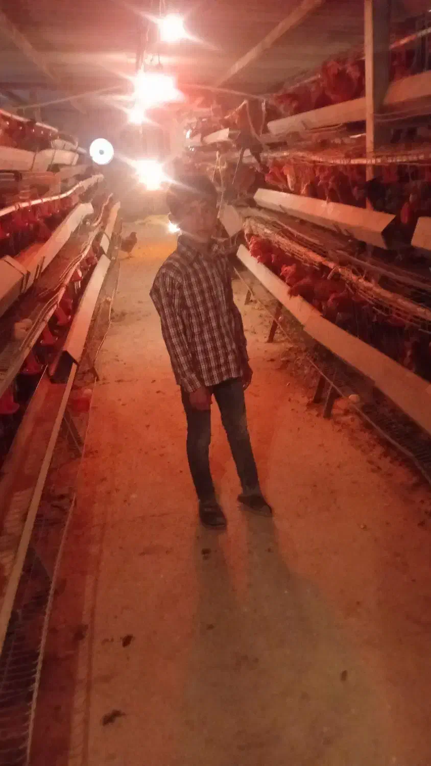 مرغ محلی|حیوانات مزرعه|تنکمان, |دیوار