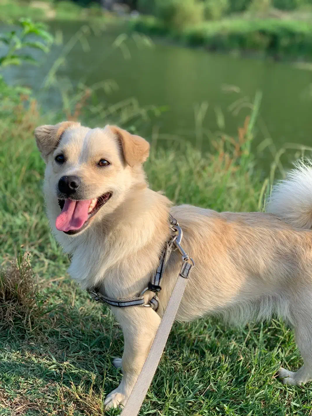 واگذاری سگ|سگ|لنگرود, |دیوار