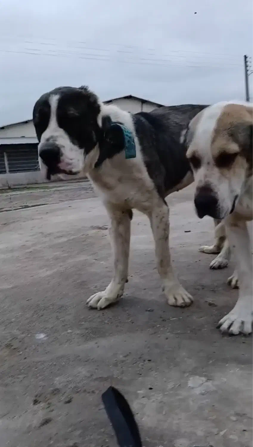 سگ آلابای اصیل|سگ|گنبد کاووس, |دیوار