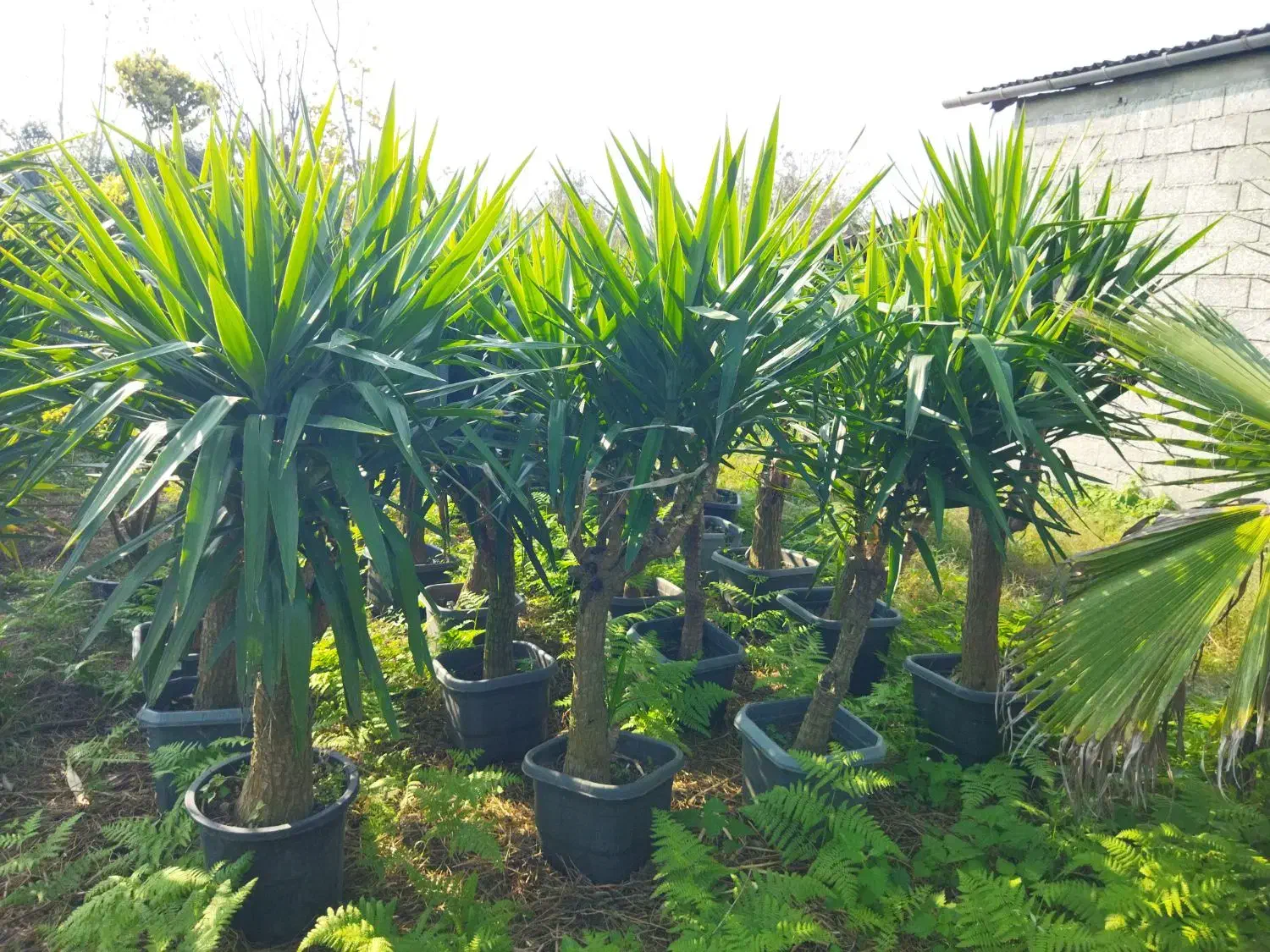 یوکا بنسای|گل و گیاه طبیعی|کلاچای, |دیوار