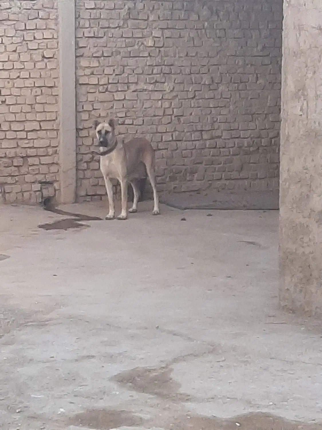 ماده‌سرابی|سگ|نهاوند, |دیوار