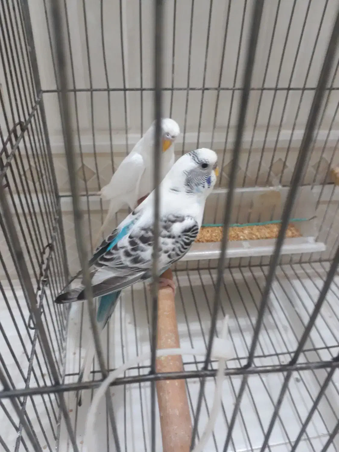 کفترمعاوضه|پرنده|کرج, محمد آباد|دیوار