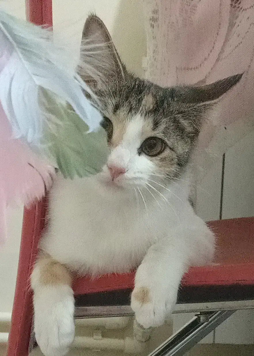 واگذاری گربه خانگی به صاحب مسئول و مهربان|گربه|تهران, سلیمانی|دیوار