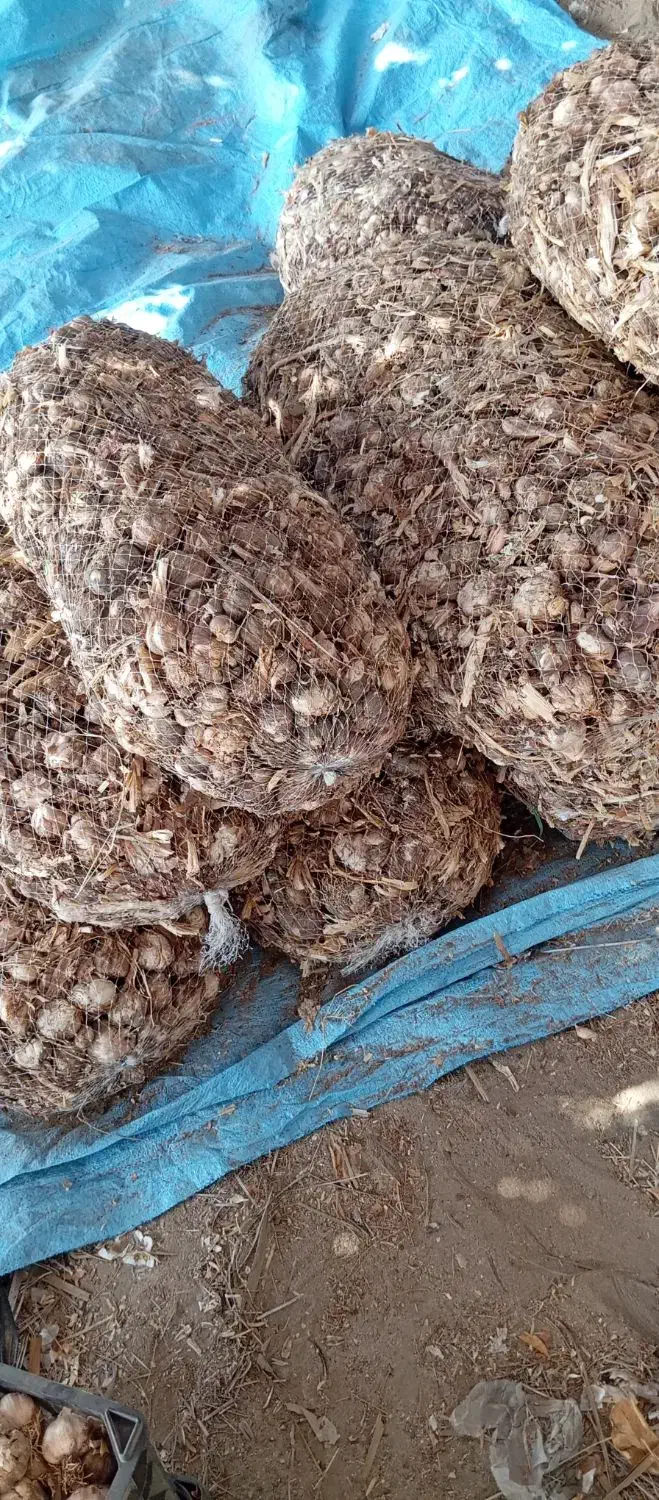 سیر بزری|خوردنی و آشامیدنی|جیرفت, |دیوار