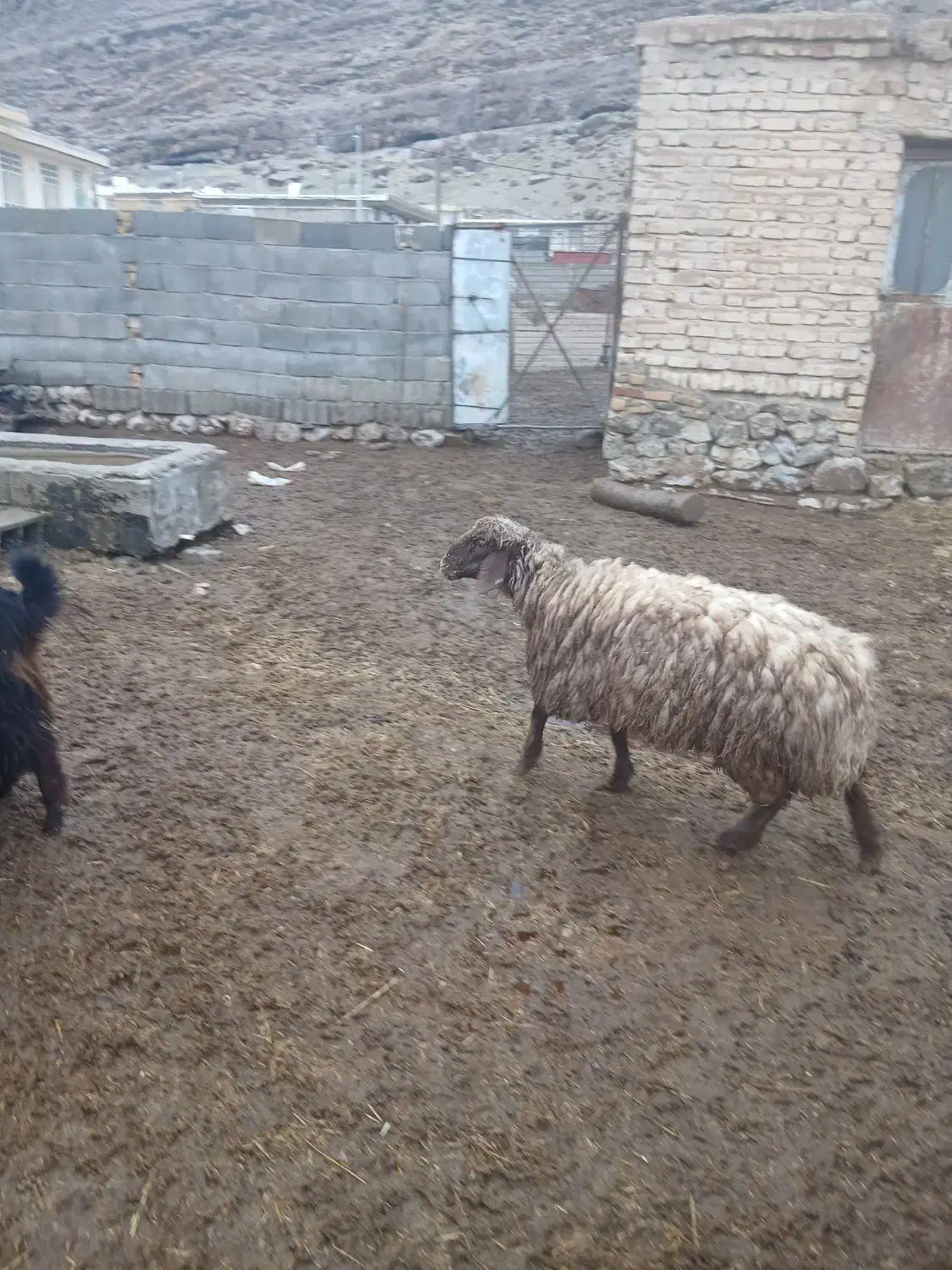 فروش یک عدد بره نر|حیوانات مزرعه|مرودشت, محمد آباد|دیوار