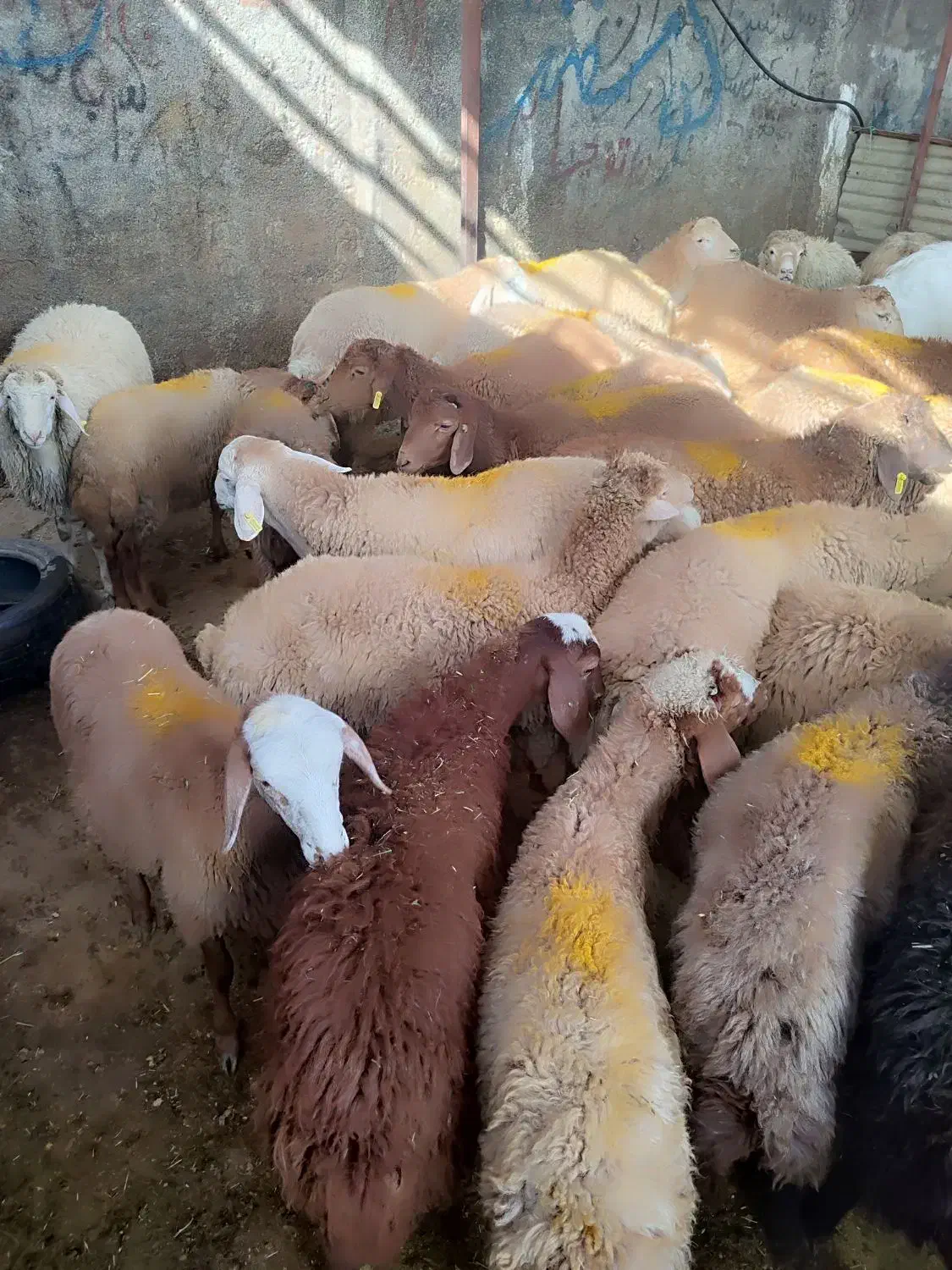 گوسفند زنده .رباط کریم .نسیم‌شهر ..پرندگلستان|حیوانات مزرعه|رباط‌کریم, رباط‌کریم|دیوار