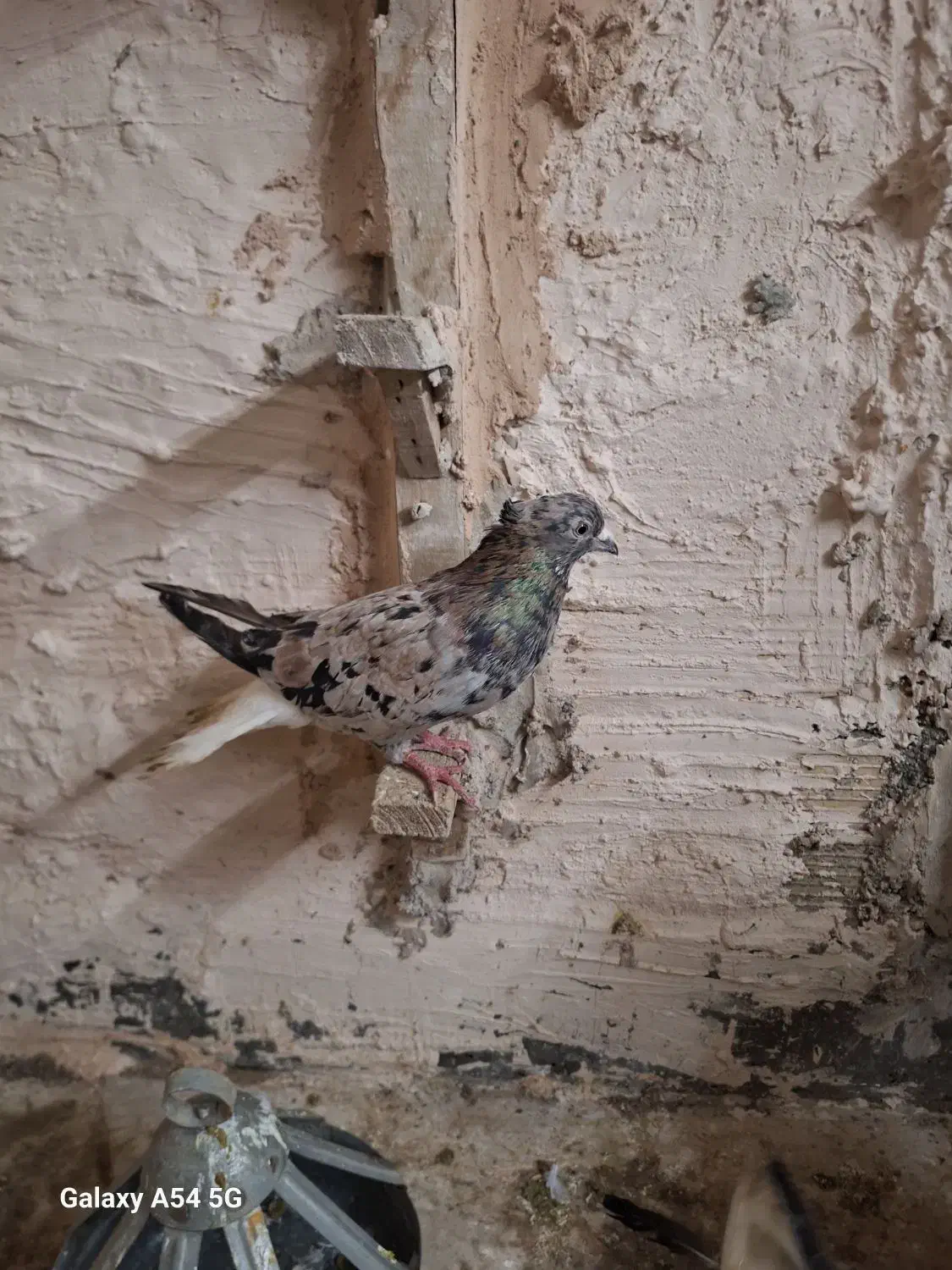 کبوتر دم سفید|پرنده|مشهد, دوست آباد|دیوار