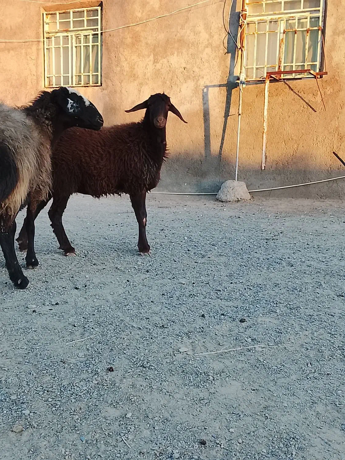 بره ماده|حیوانات مزرعه|تربت جام, جلگه موسی آباد|دیوار