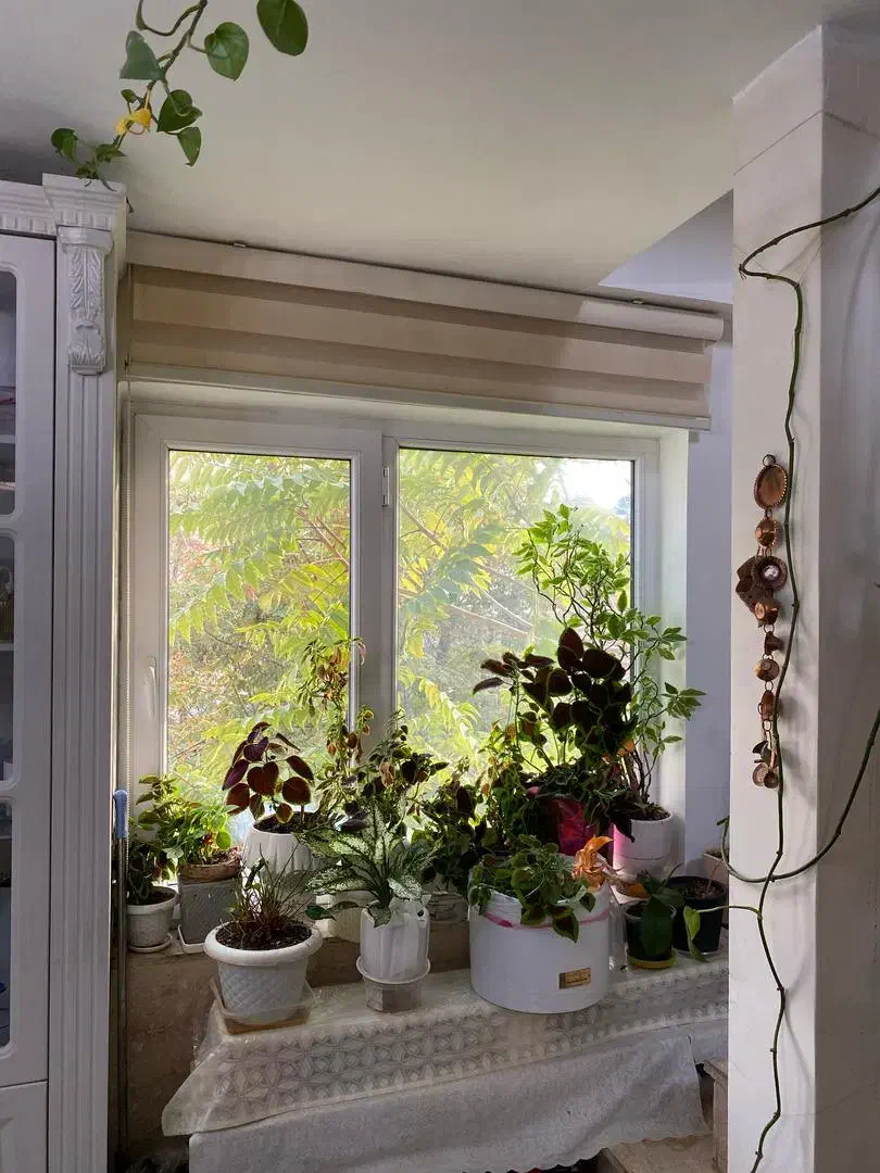 تجریش ویلای نقلی۲۵۰متری