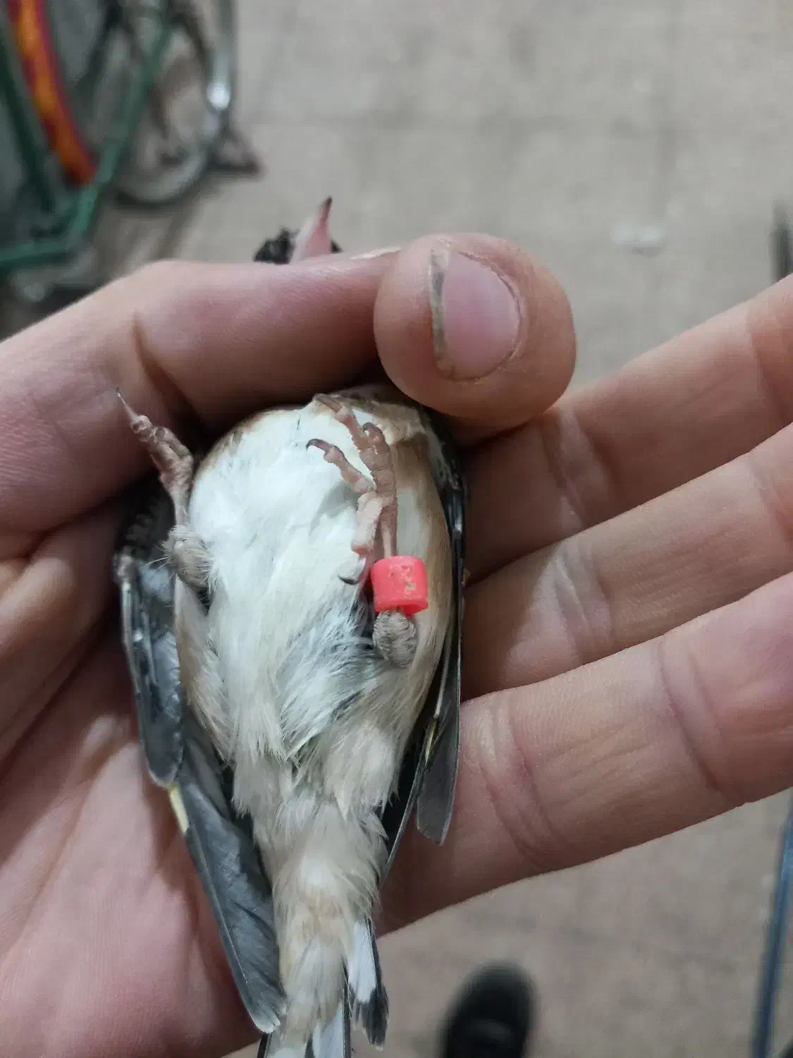 سهره ماده سهره کش|پرنده|اردبیل, |دیوار