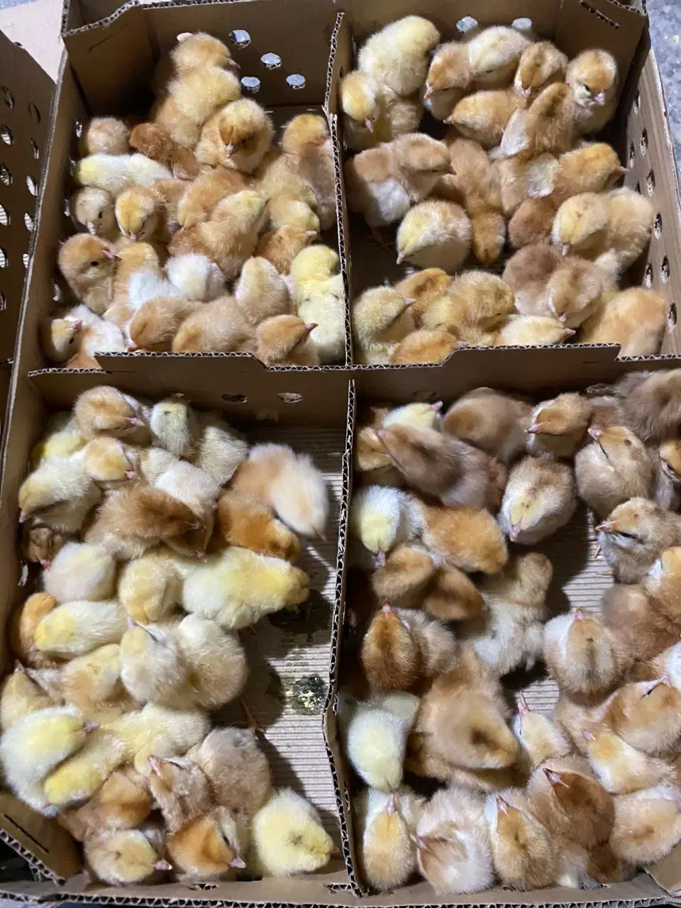 جوجه جهادی محلی لوهمن خالدار|حیوانات مزرعه|بیرجند, |دیوار