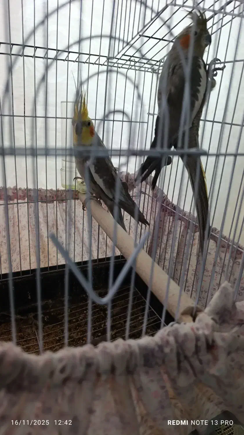 فروشی|پرنده|خسروشاه, |دیوار