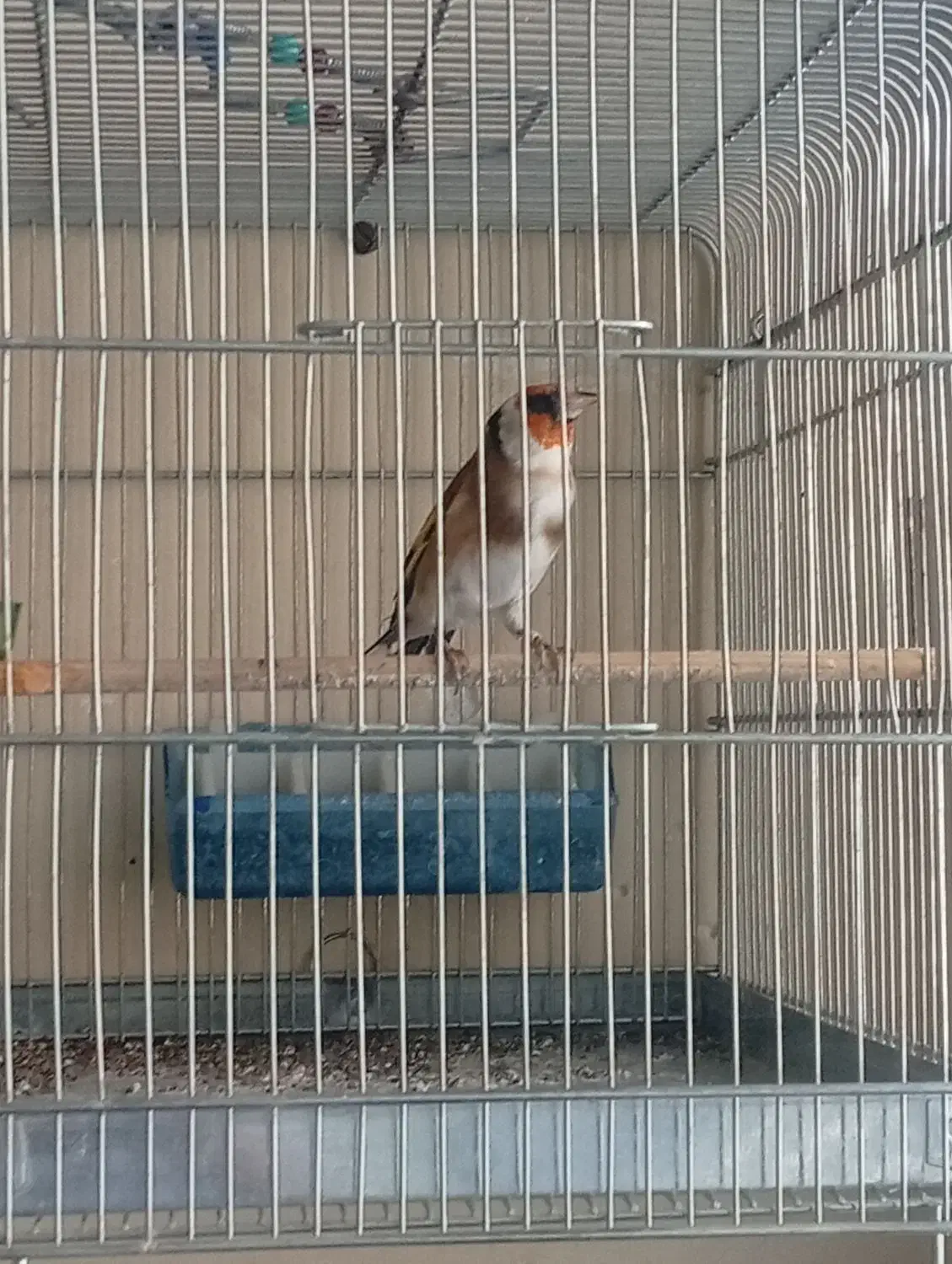 سهره و سهره قناری|پرنده|ملایر, |دیوار