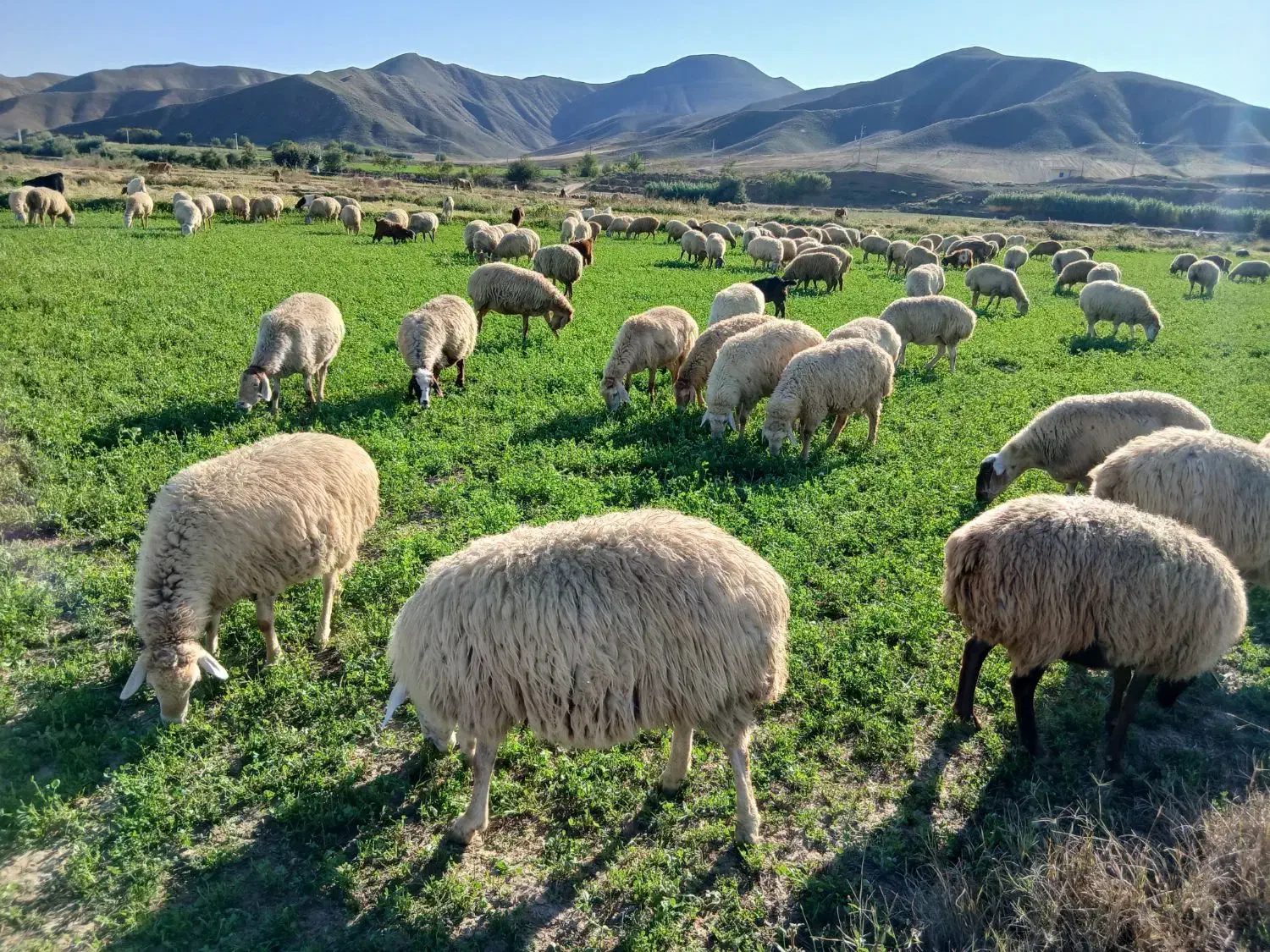 گوسفند۱۰۰تا|حیوانات مزرعه|دره رود, |دیوار