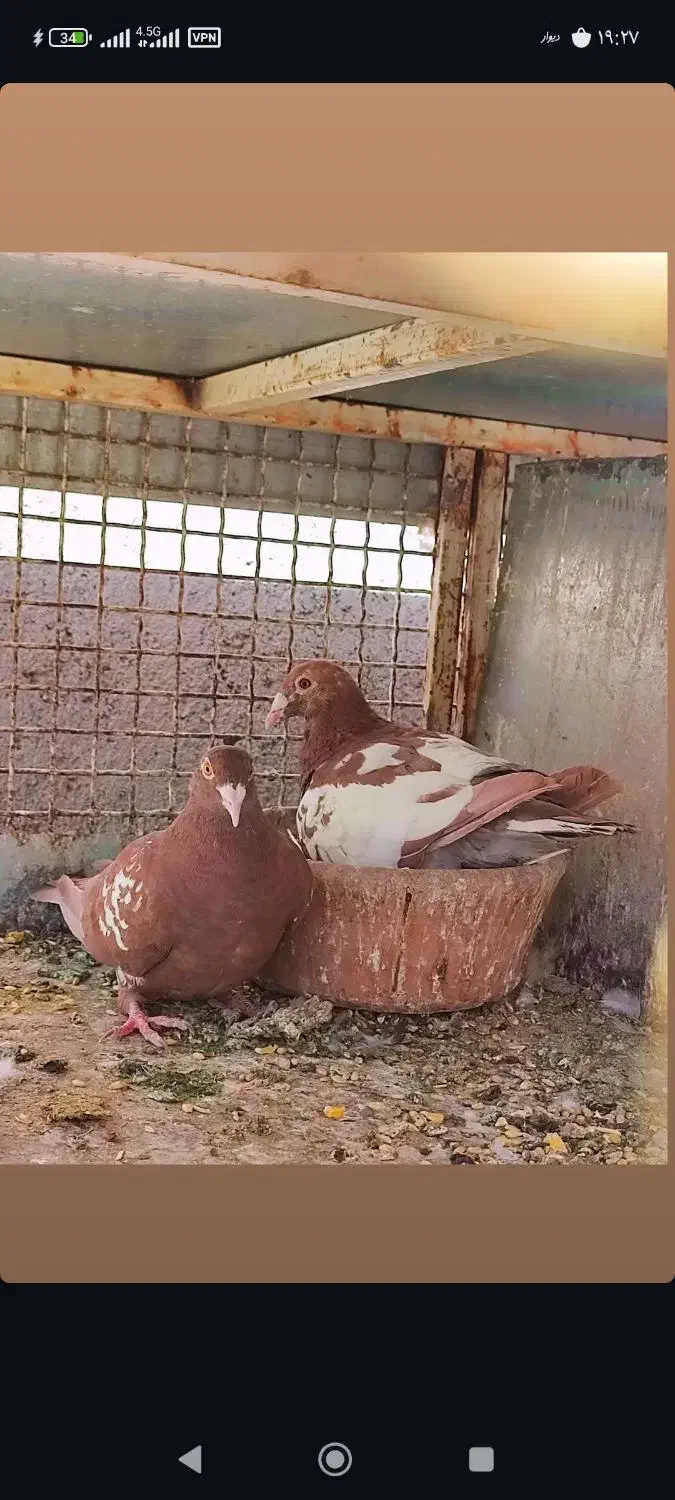 دورگ وپلاکی|پرنده|لنجان, |دیوار