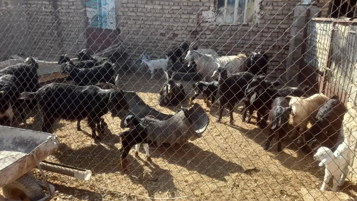 بز (  چپش) کهره  درجه یک جوان|حیوانات مزرعه|درودزن, |دیوار