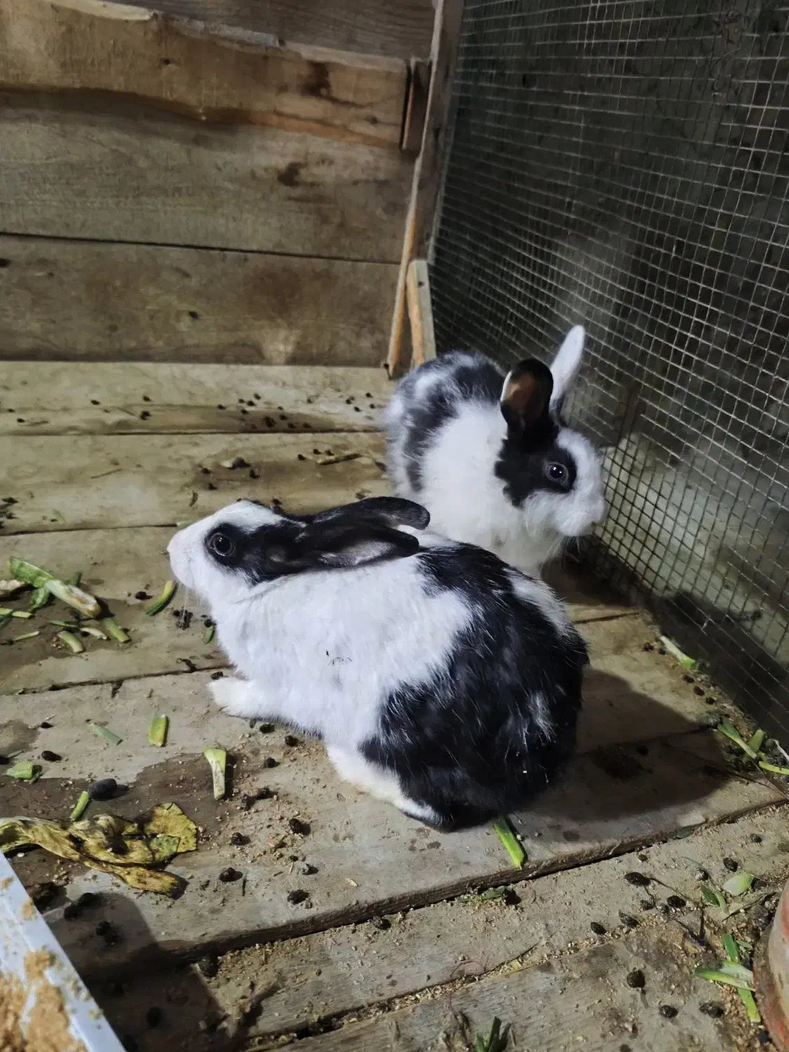 یک جفت خرگوش|موش و خرگوش|قشم, |دیوار