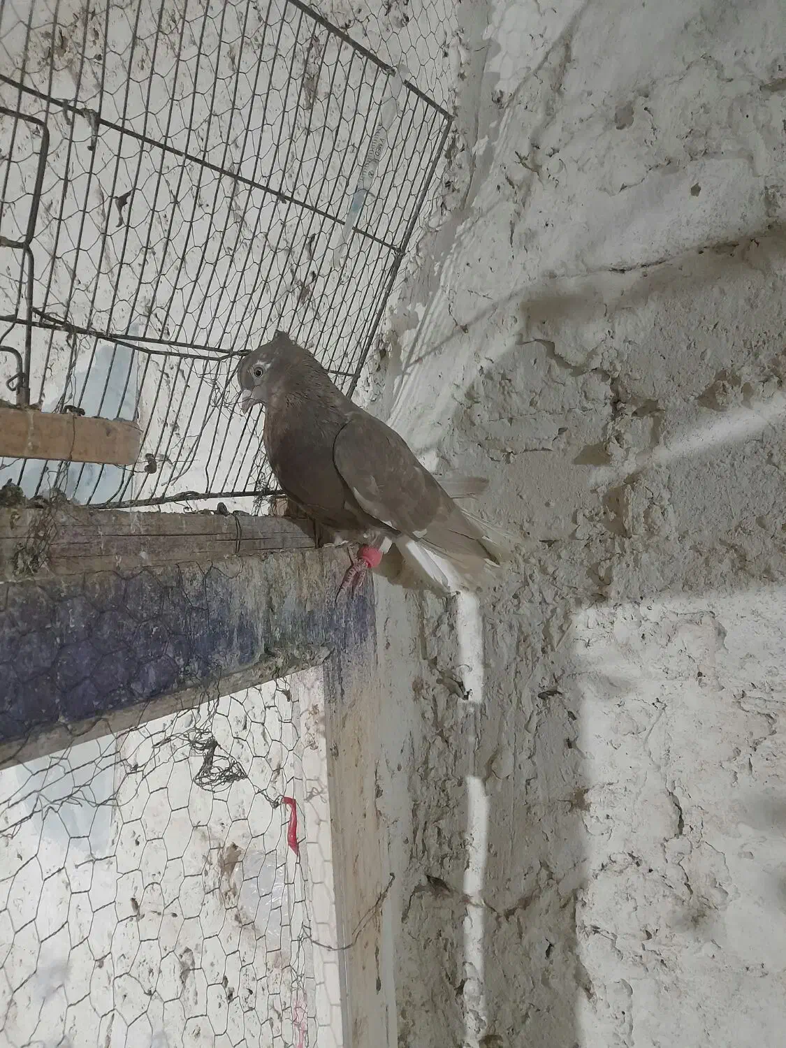 عروسگ|پرنده|قم, چهار مردان|دیوار