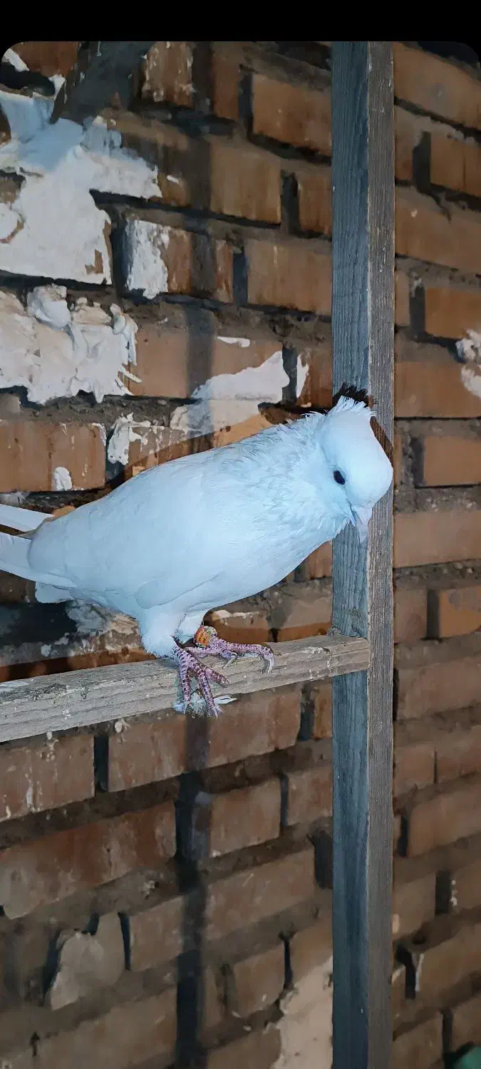 کبوتر پرشی|پرنده|آق قلا, |دیوار