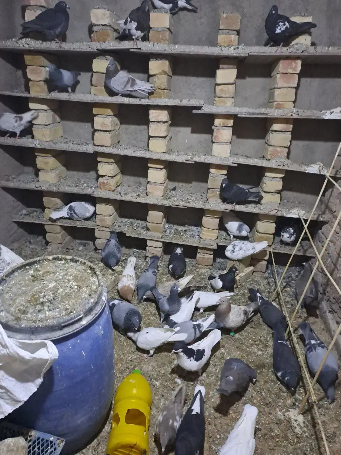 کبوتربه شرط پرش|پرنده|قزوین, |دیوار