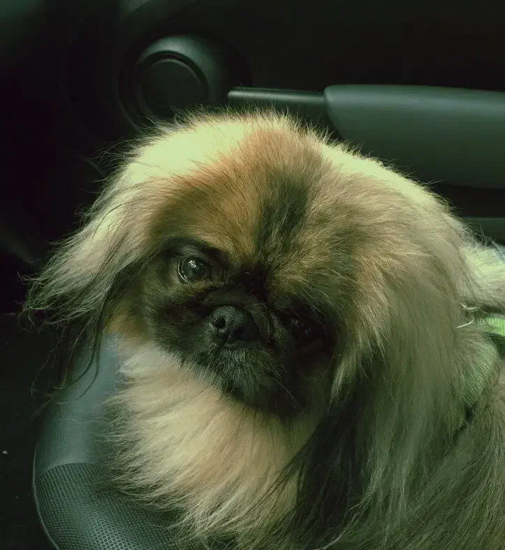 پیکینیز امپریال|سگ|گرگان, |دیوار