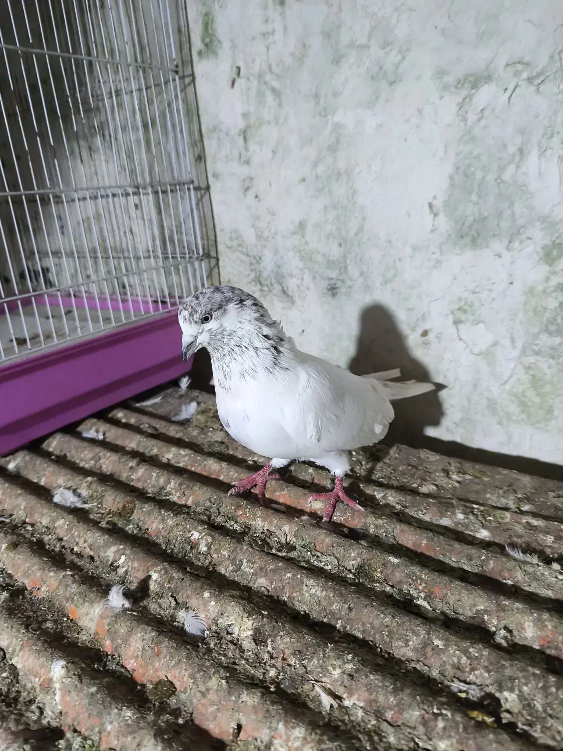 کبوتر|پرنده|شفت, |دیوار