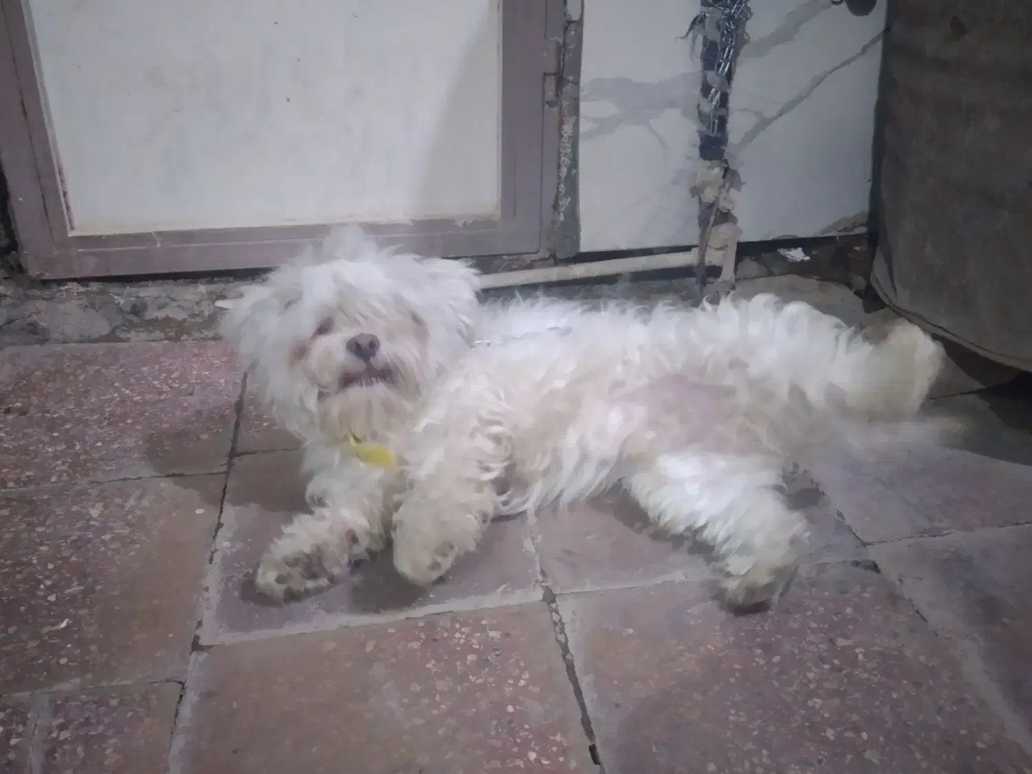 واگذاری سگ خانگی|سگ|خرم‌آباد, |دیوار