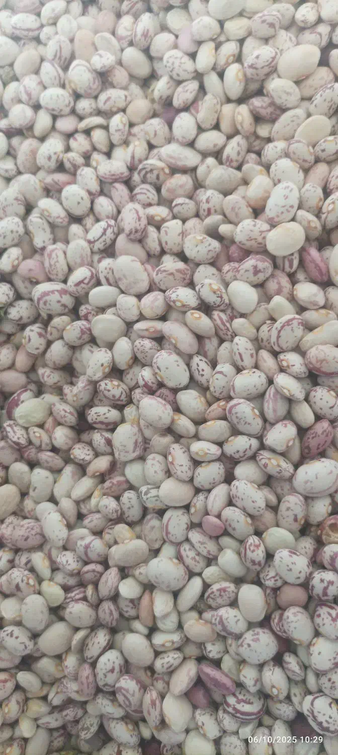 لوبیا درجه یک|خوردنی و آشامیدنی|اردل, |دیوار