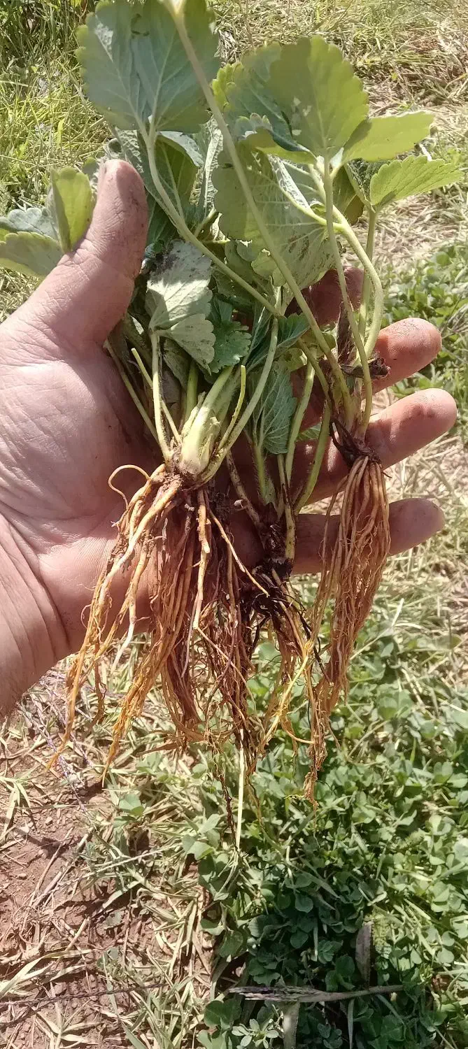 نشاء توت فرنگی در ارقام مختلف|خدمات باغبانی و درختکاری|مریوان, |دیوار