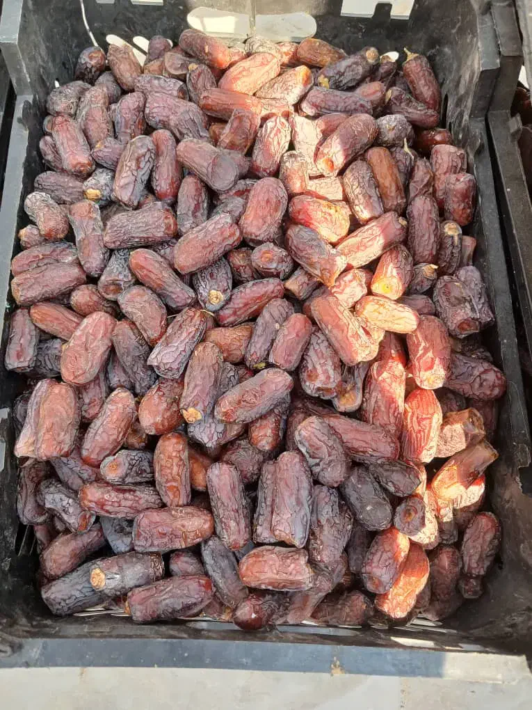 خرما زاهدی و پیارم و خرمای شاهانی درجه یک|خوردنی و آشامیدنی|گراش, |دیوار