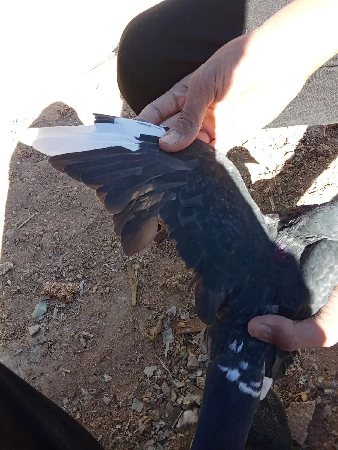 مینا سیاه|پرنده|زاهدان, |دیوار