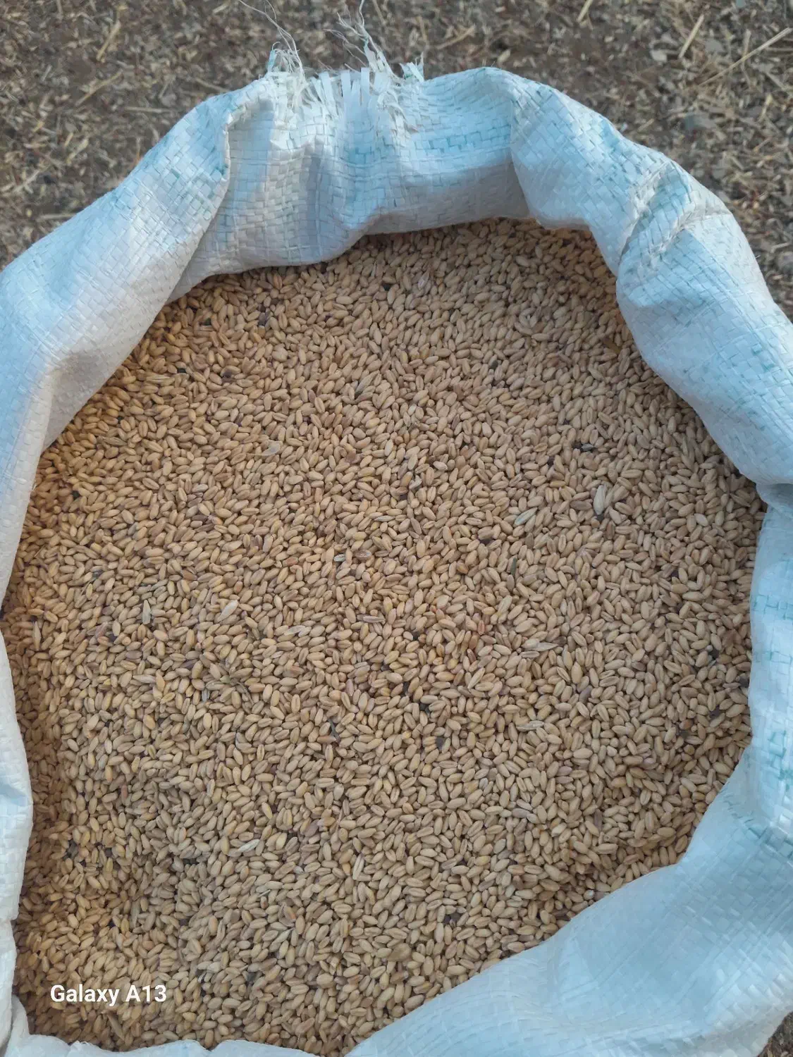 گندم دیم کودشت|لوازم جانبی حیوانات|مانه, |دیوار