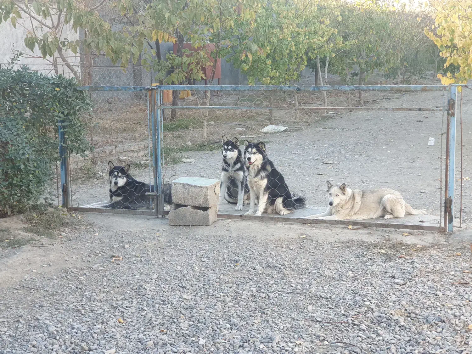 سگ هاسکی ۷ ماهه|سگ|مشهد, میان ولایت|دیوار