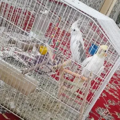 عروس هلندی|پرنده|شیراز, دکتر حسابی|دیوار