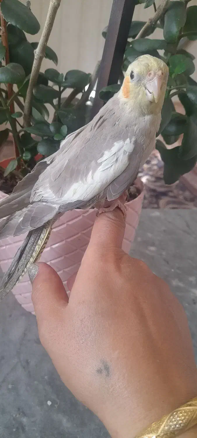 فروش دوعدد عروس هلندی ماده سالم سرحال|پرنده|میانه, |دیوار