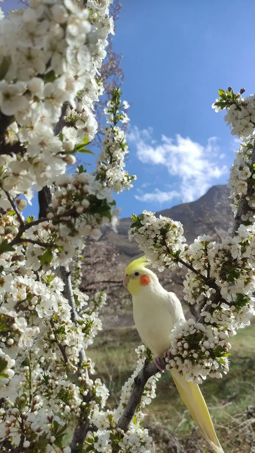 عروس هلندی نر سخن گو|پرنده|بن, |دیوار