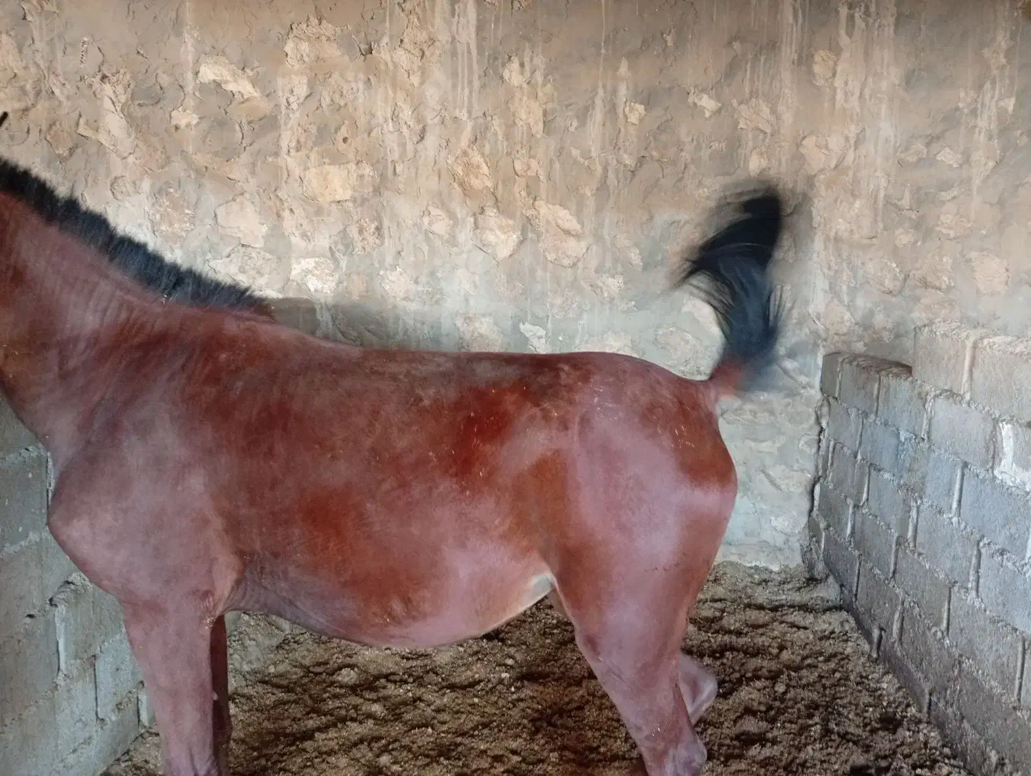 اسب|اسب و تجهیزات اسبسواری|داراب, |دیوار