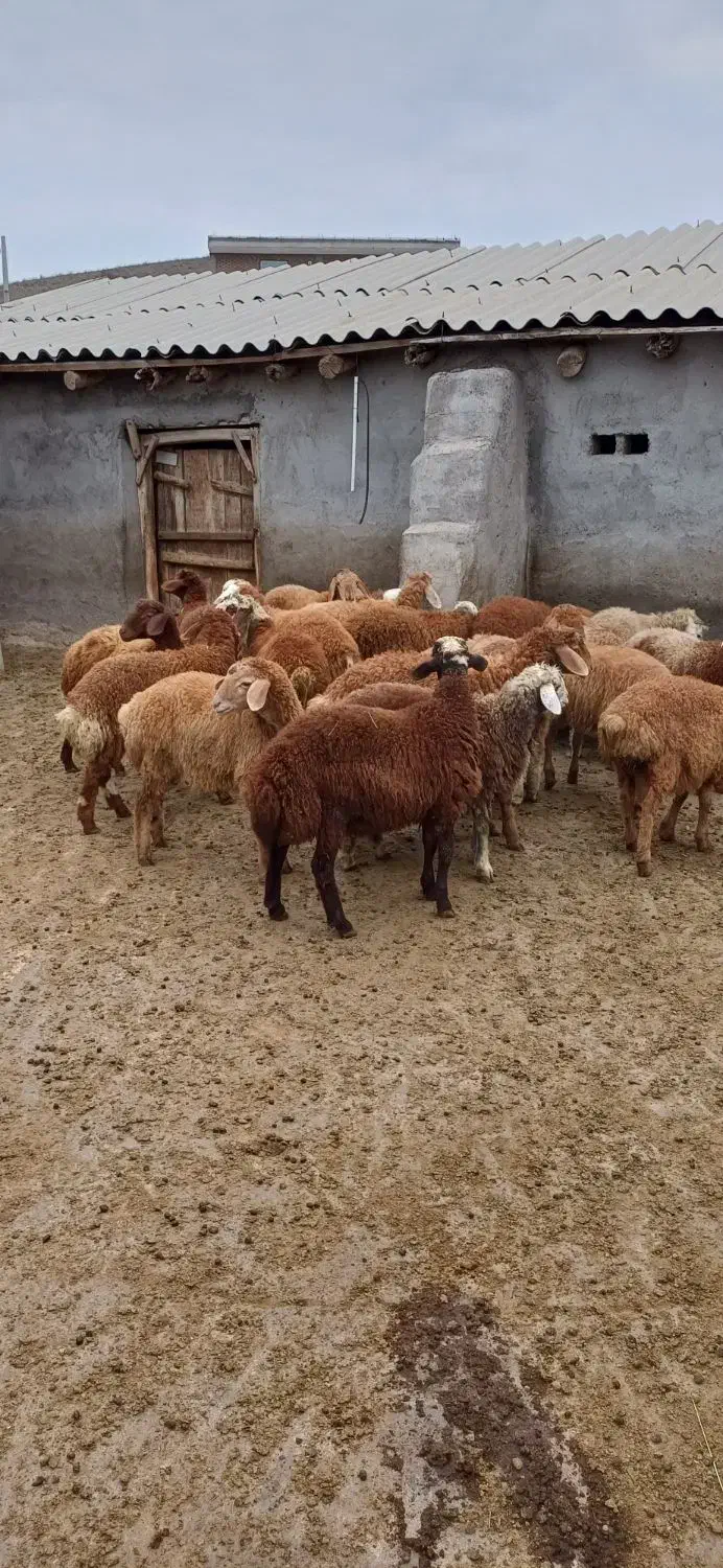 بره نر و ماده|حیوانات مزرعه|اصلاندوز, |دیوار