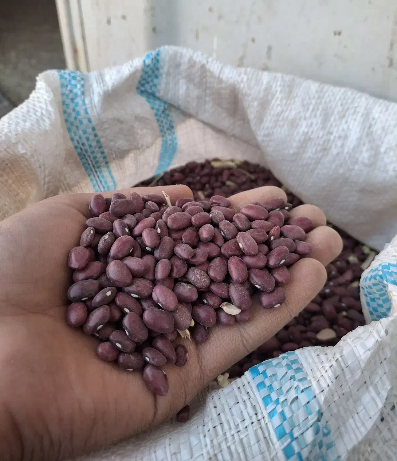 لوبیا قرمز|خوردنی و آشامیدنی|بیرانوند, |دیوار